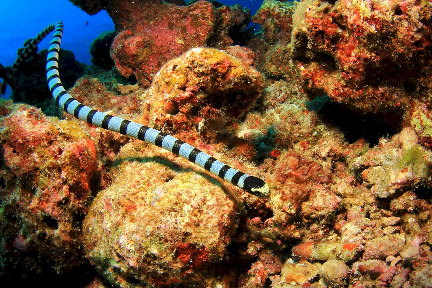 Тигровая морская змея