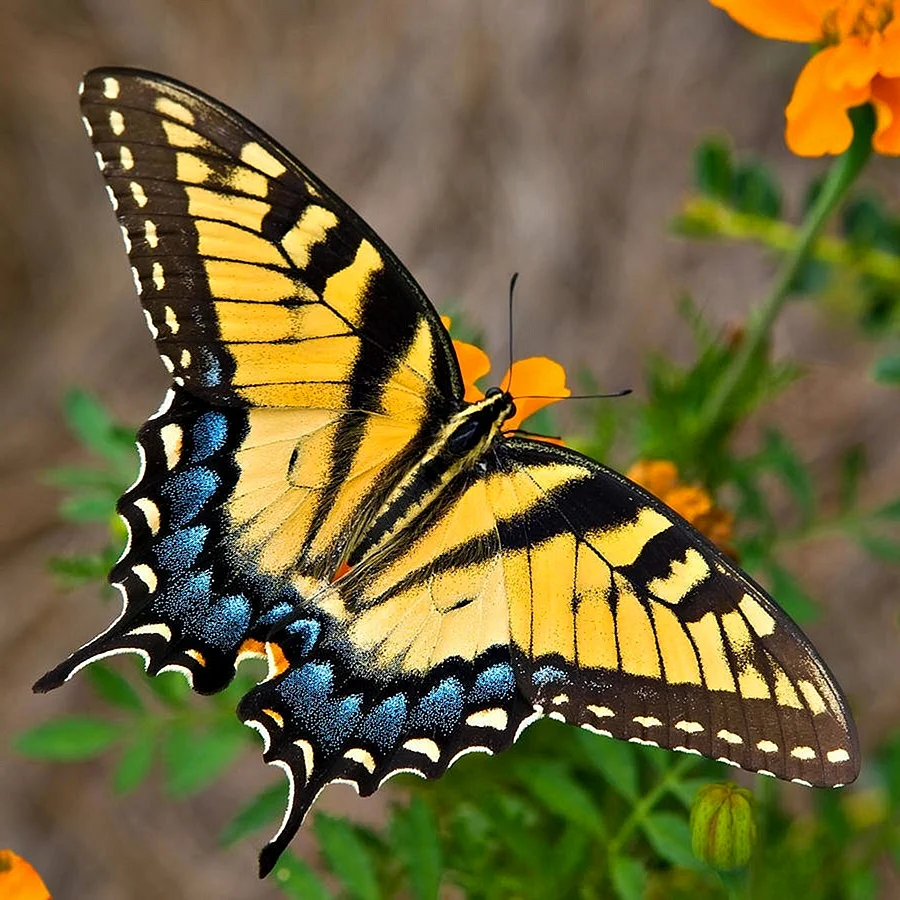 Тигровый Махаон бабочка