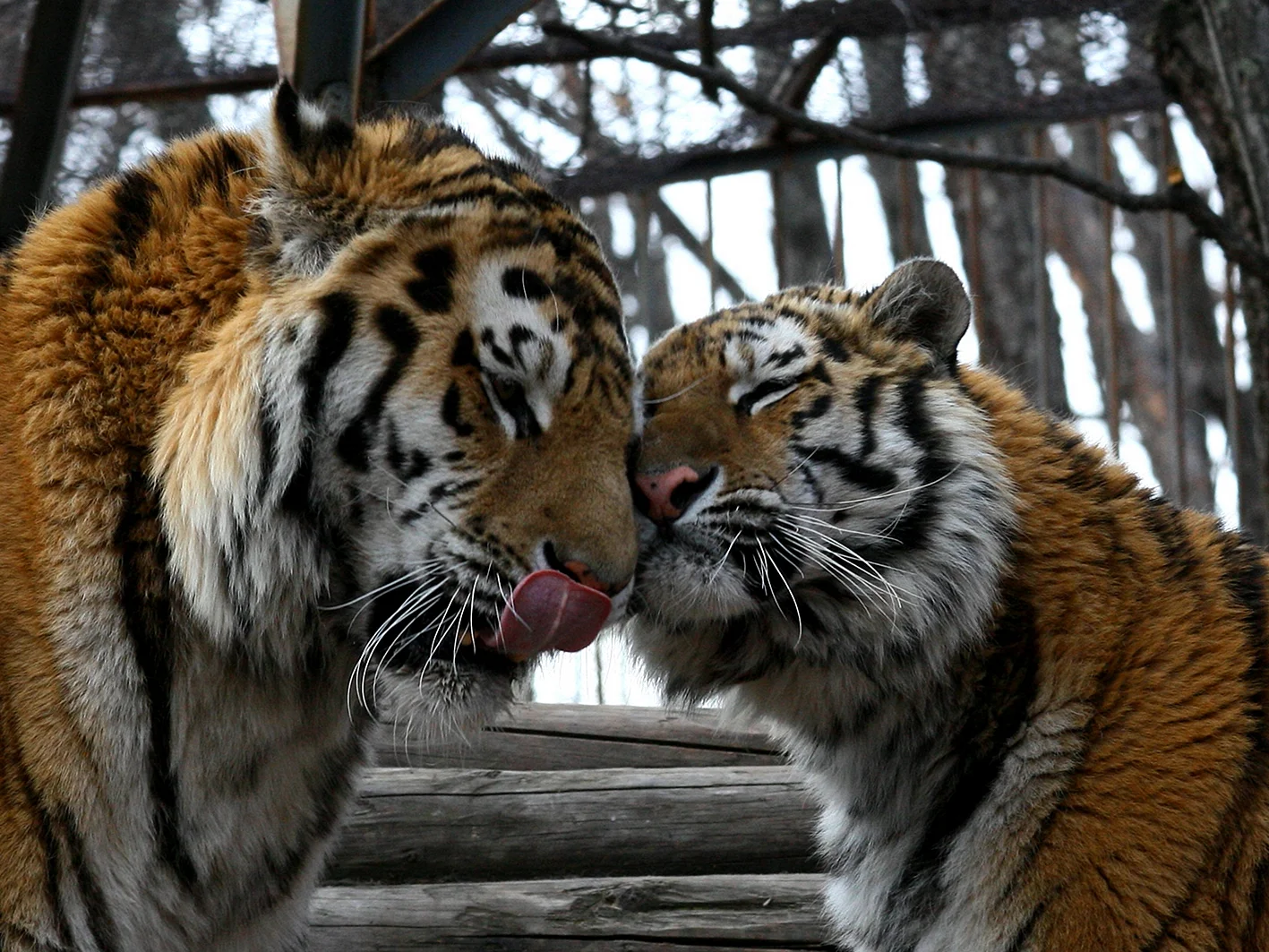 Тигры любовь