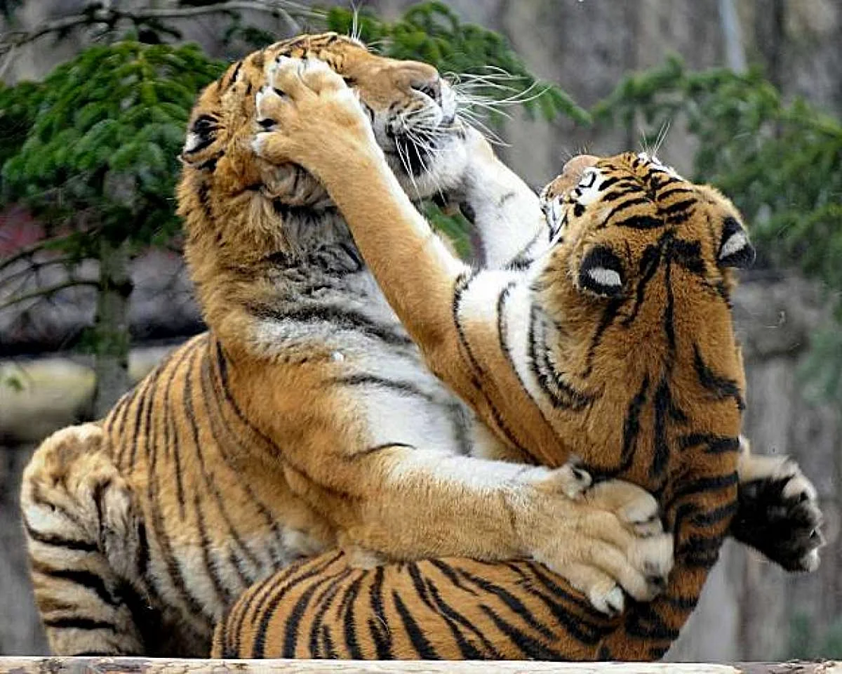 Тигры любовь