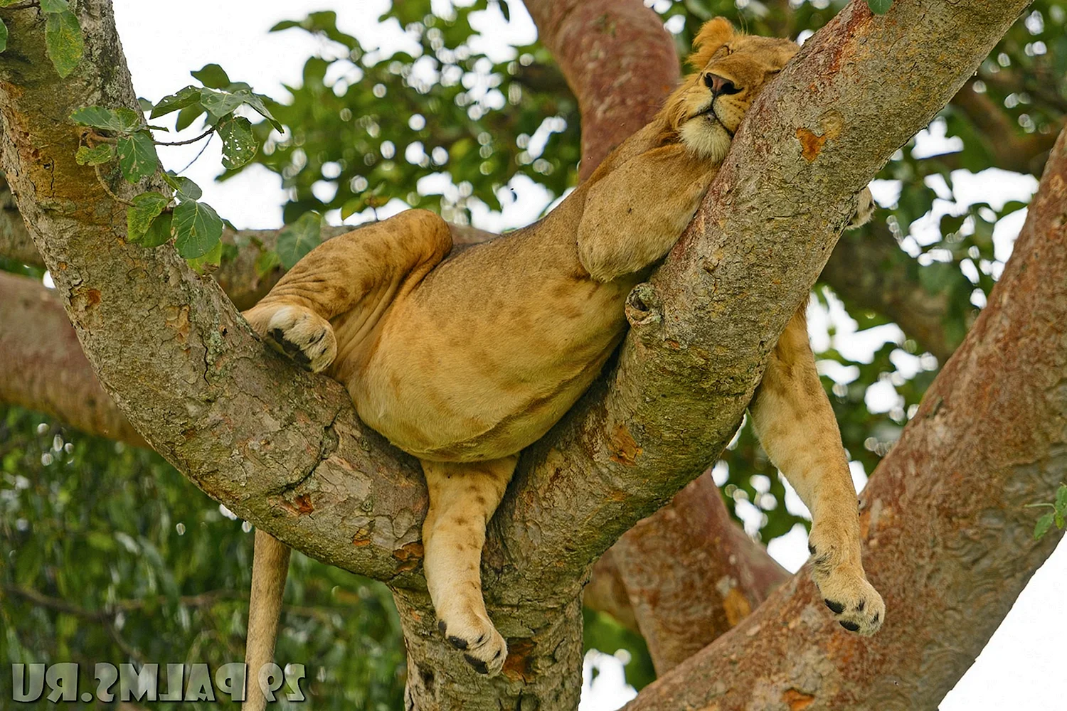 Тигры умеют лазить по деревьям