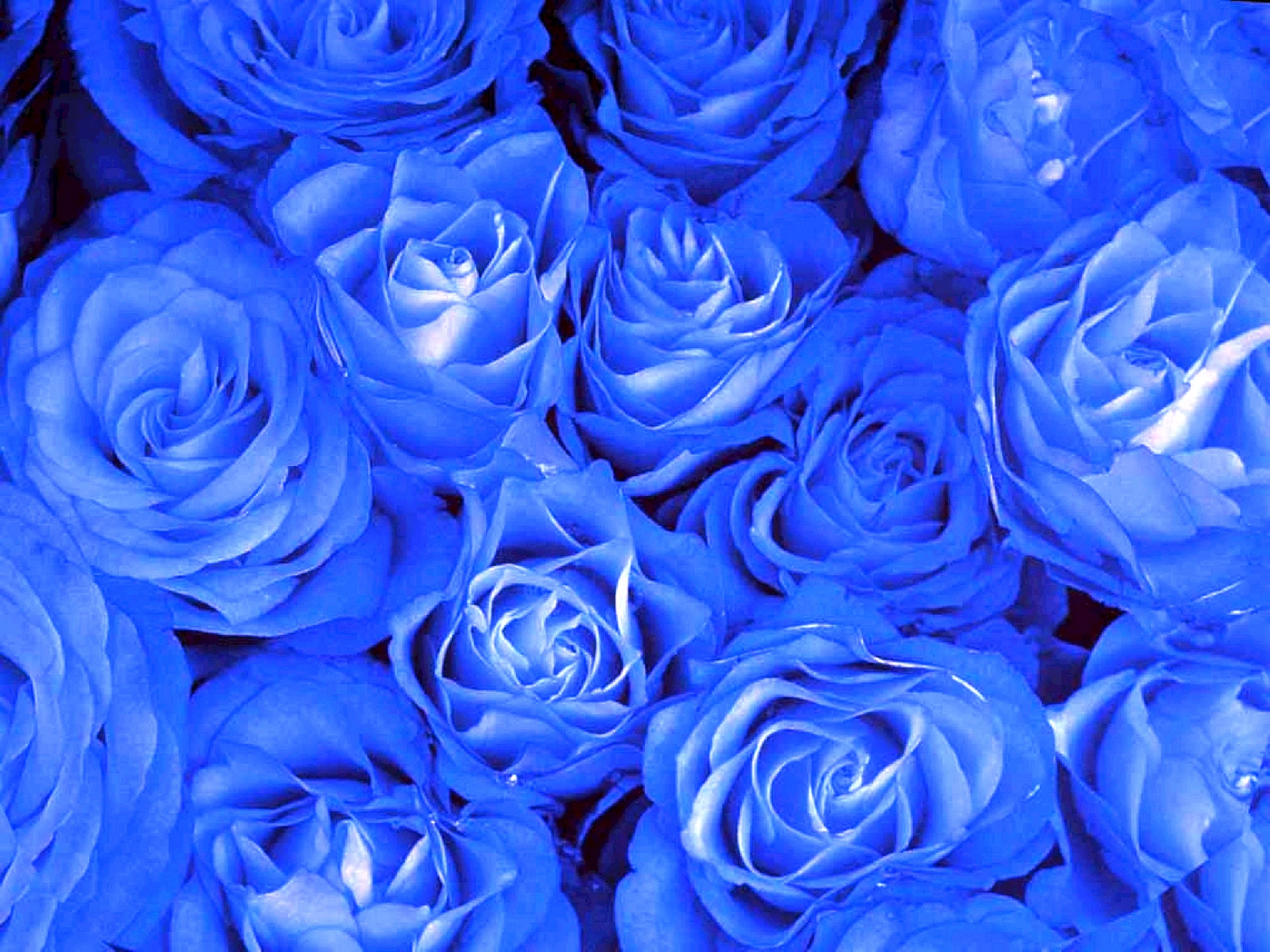 Тик голубая роза