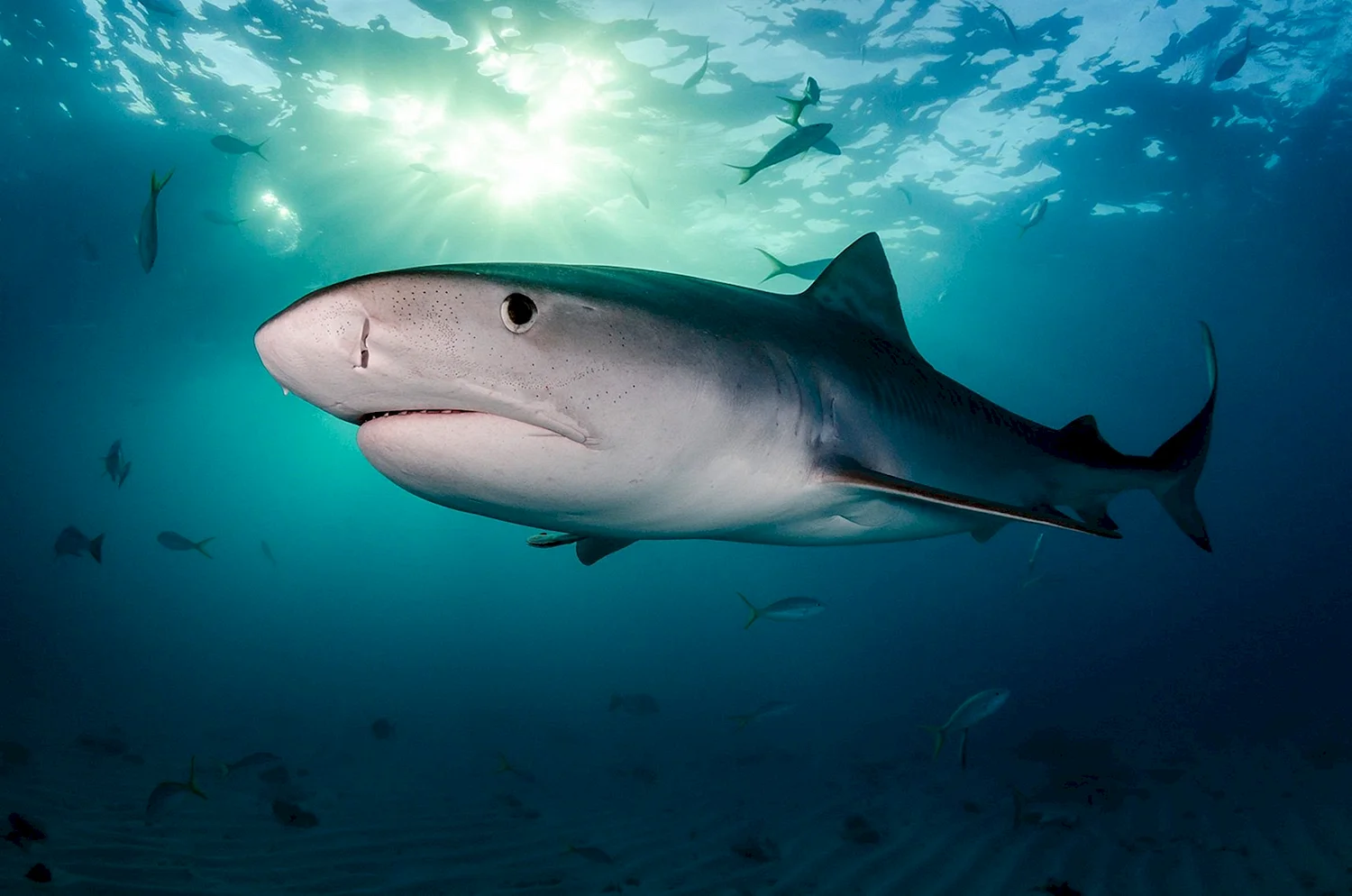 Тихий океан подводный мир акулы