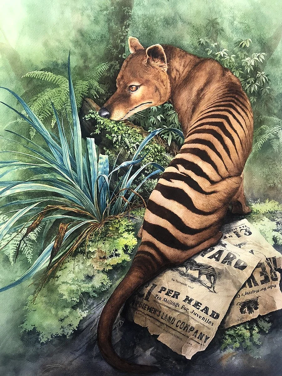 Тилацин Тасманский сумчатый тигр