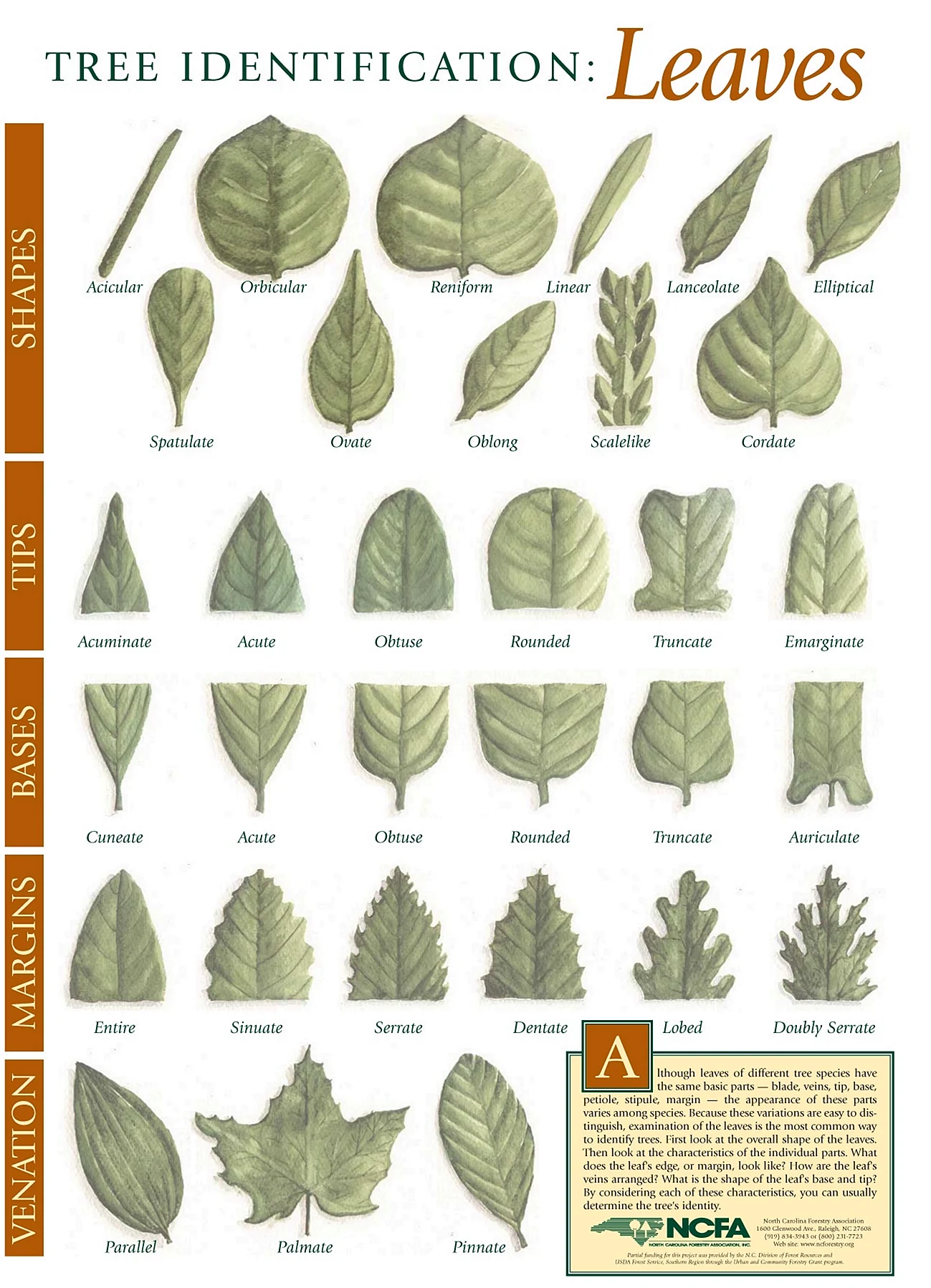 Типология листьев