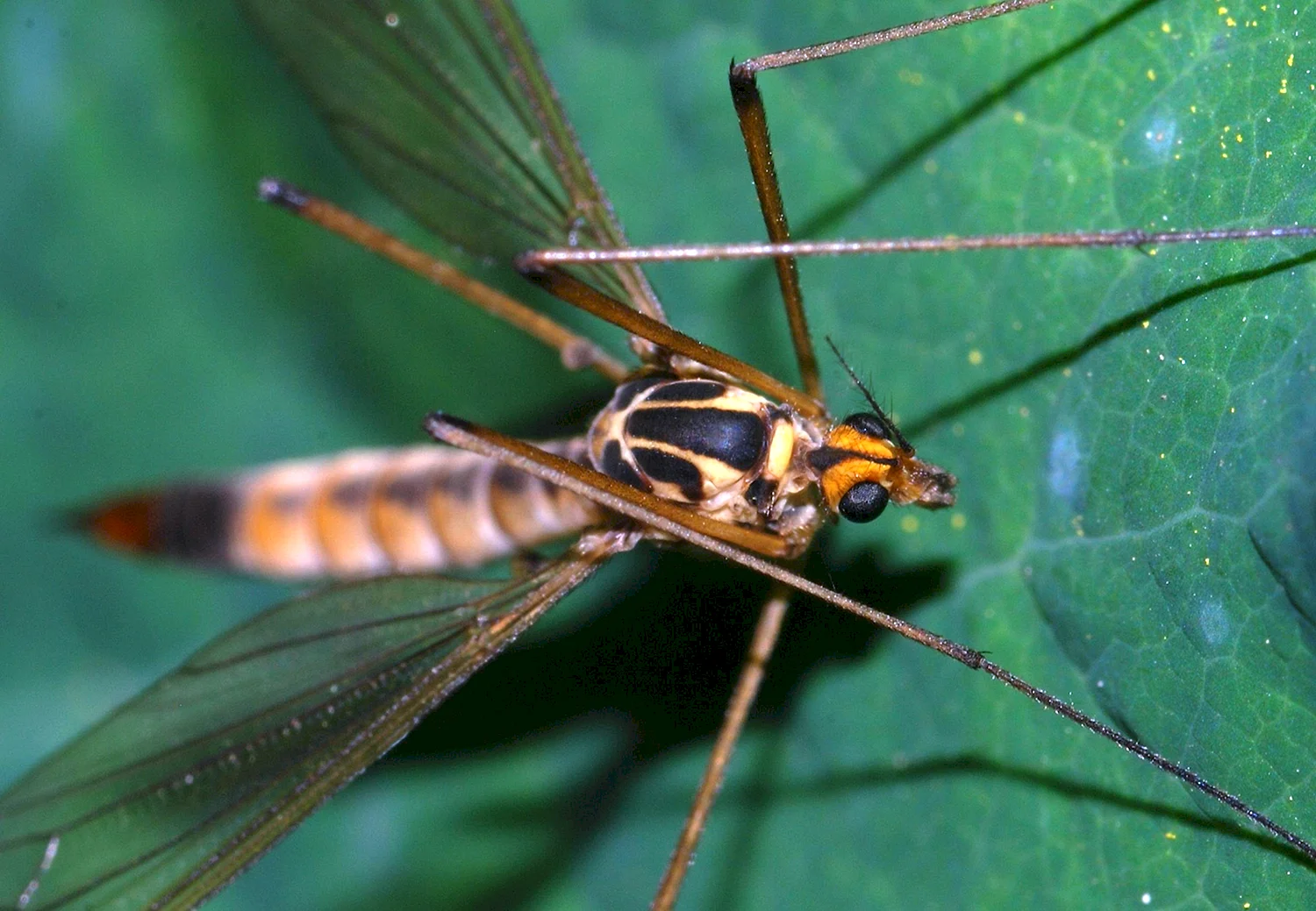 Tipulidae комар