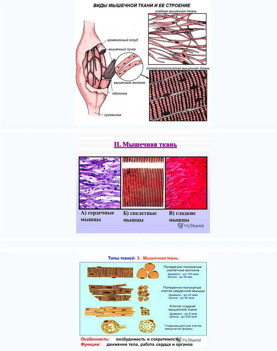 Типы мышечной ткани строение