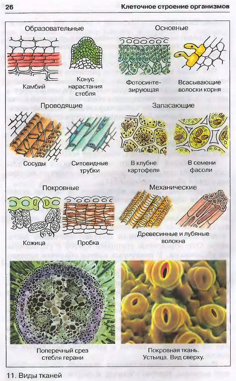 Типы растительных тканей 6 класс биология