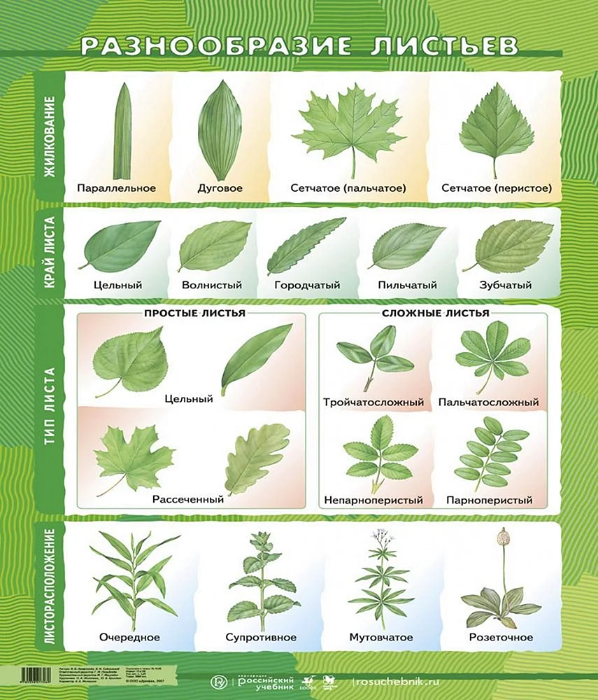 Типы сложных листьев типы жилкования