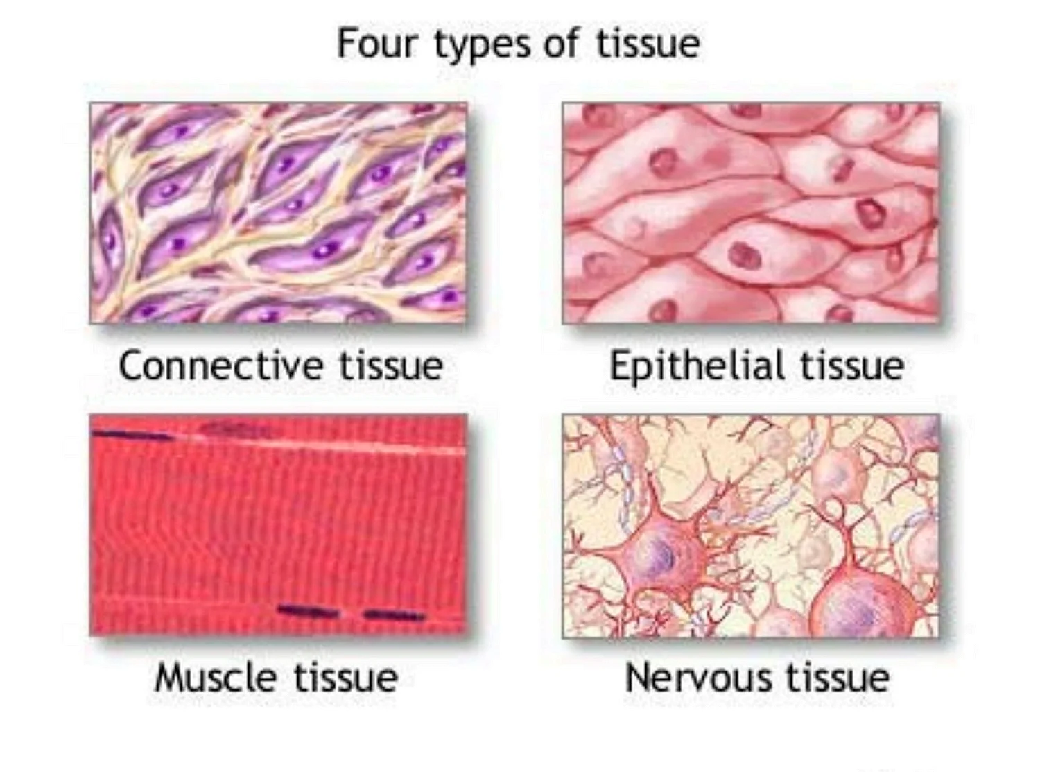 Типы соединительной ткани гистология