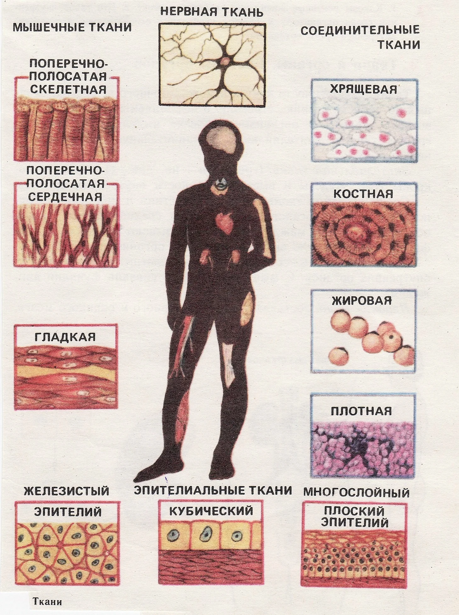 Типы тканей человека строение
