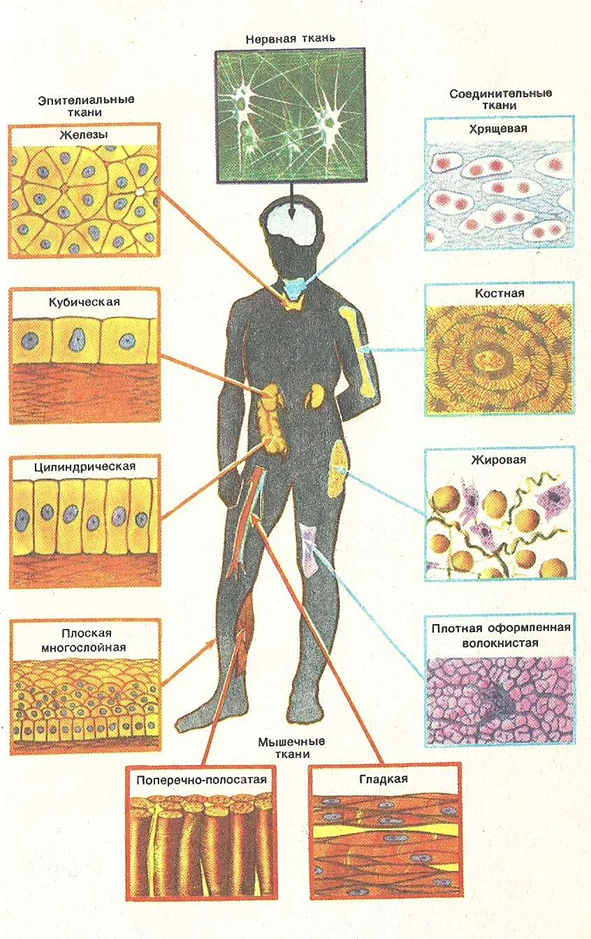 Типы тканей в человеческом организме