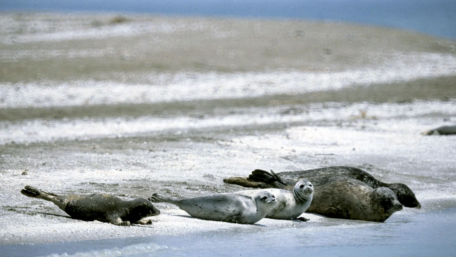 Тюлень Каспийского моря