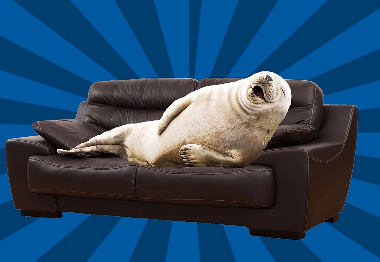 Тюлень на диване