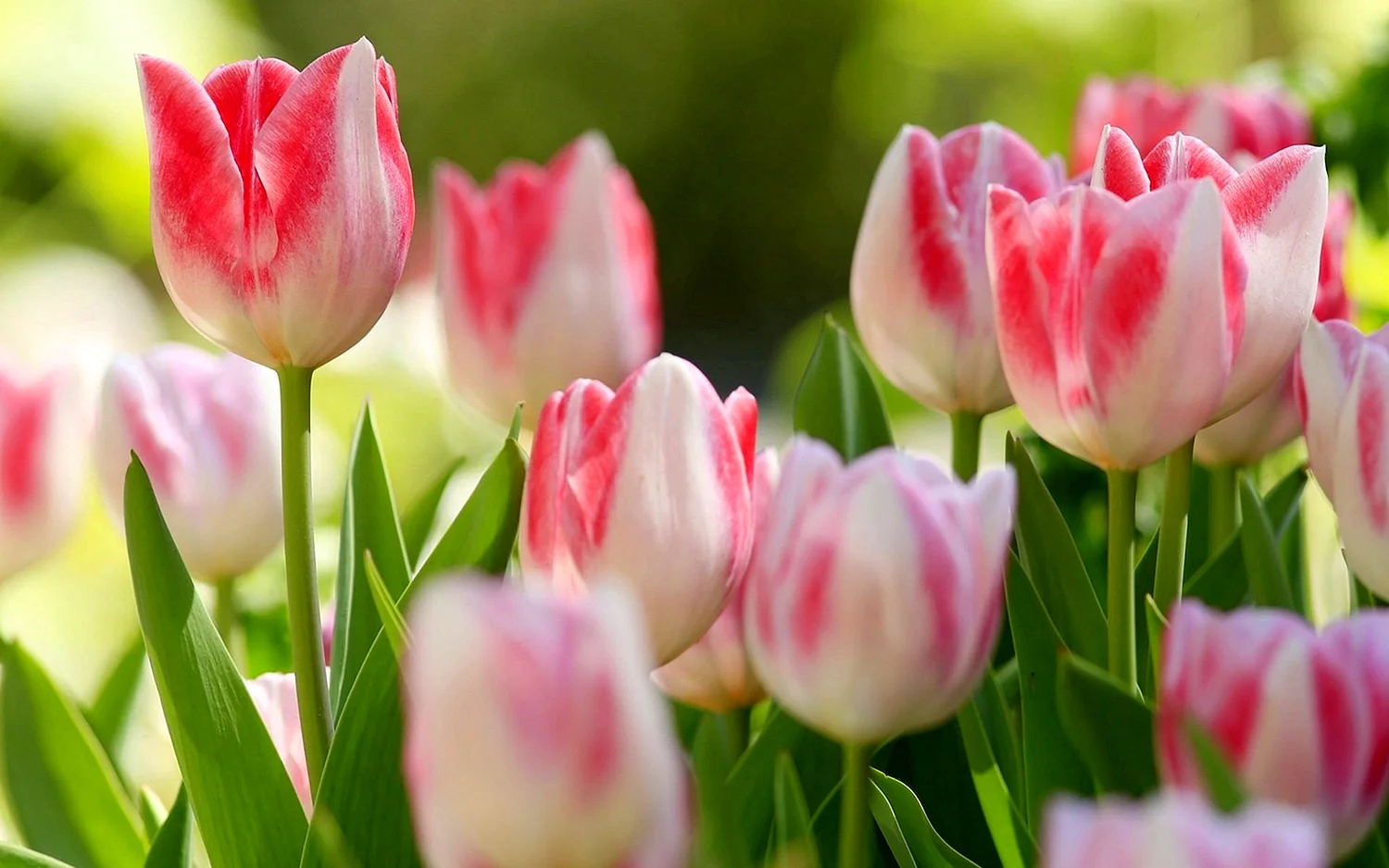 Тюльпаны розовые Tulipa