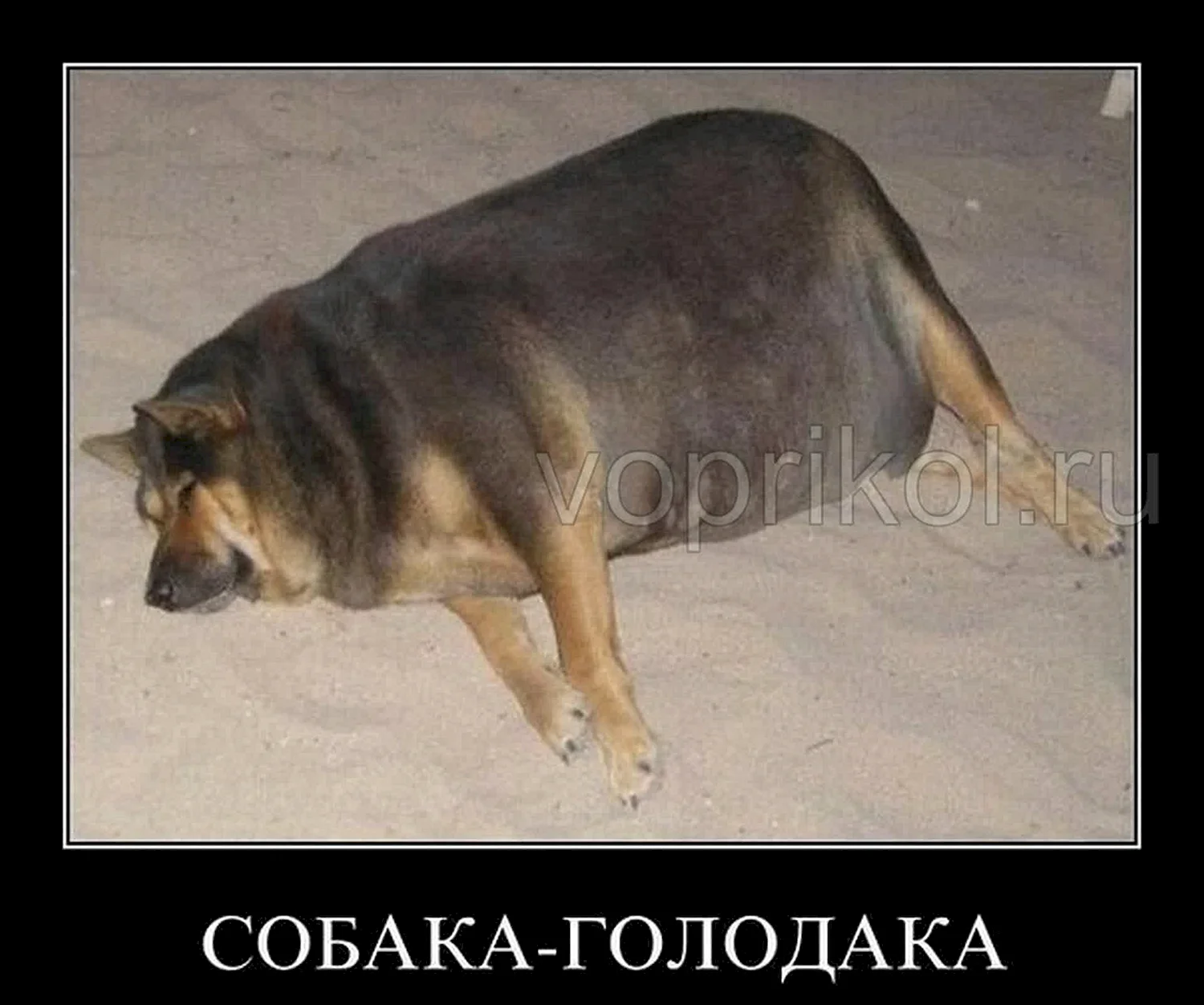 Толстая собака