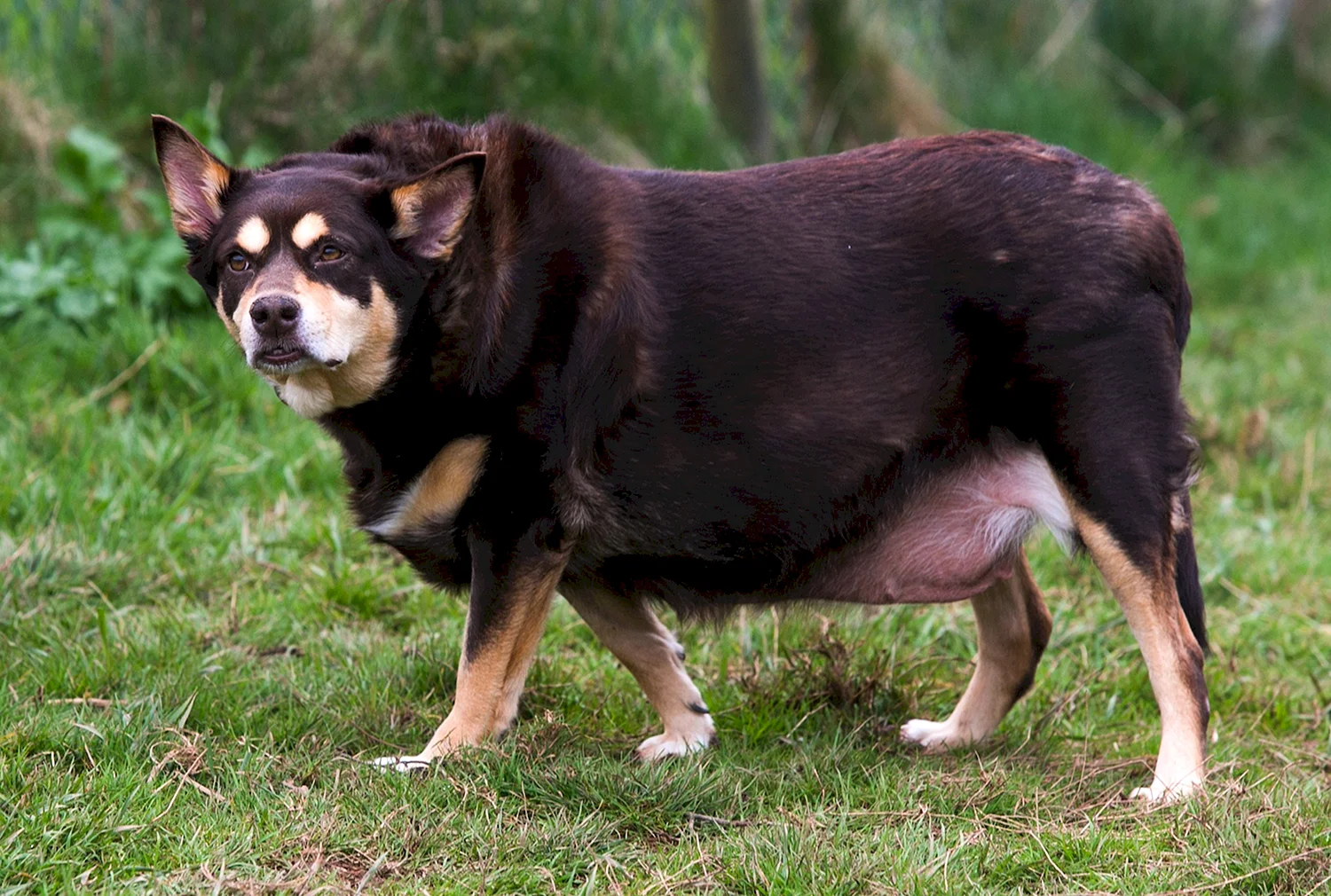 Толстая собака