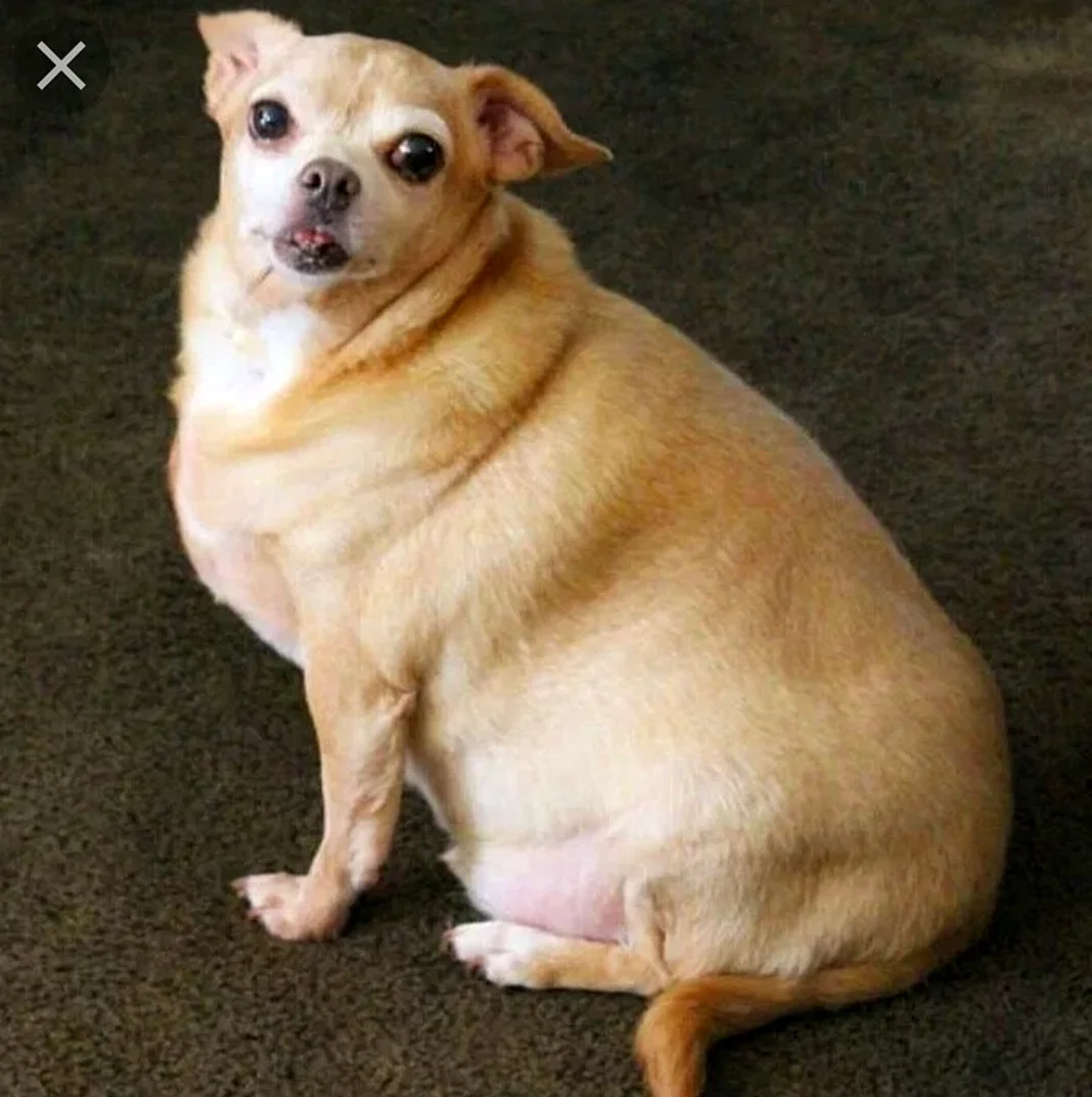 Толстая собака чихуахуа