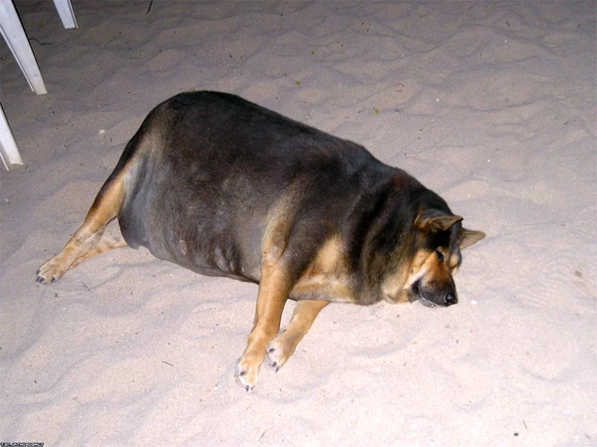 Толстая собака лежит