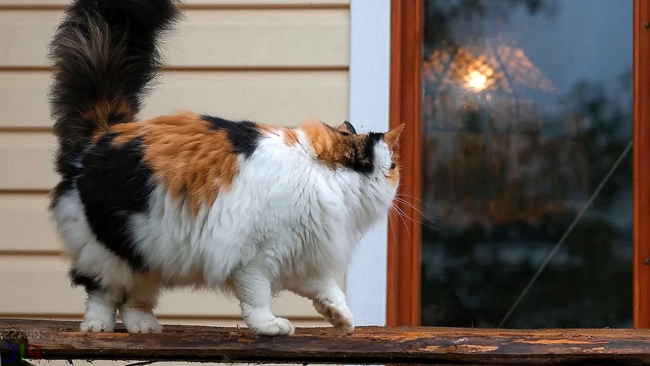 Толстая трехцветная кошка