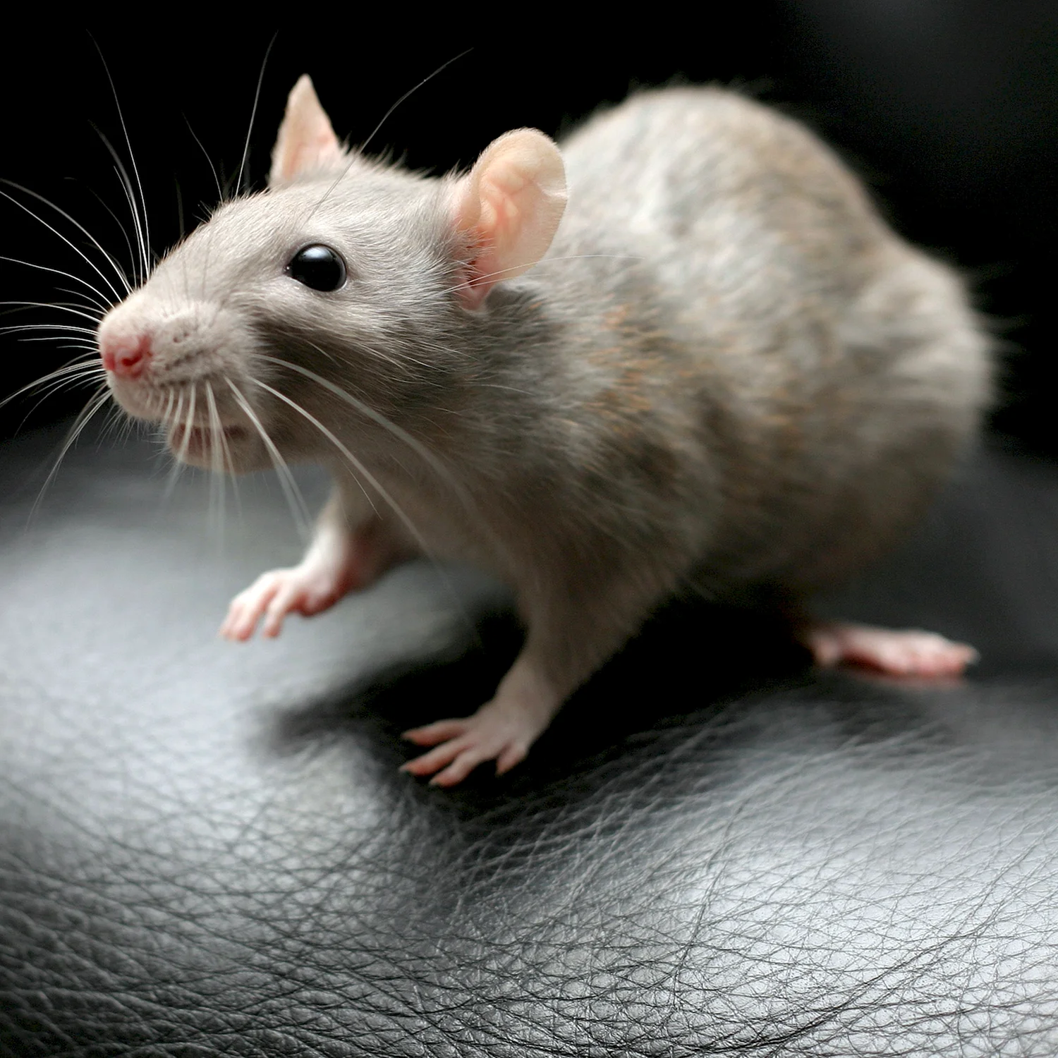 Толстоиглая крыса
