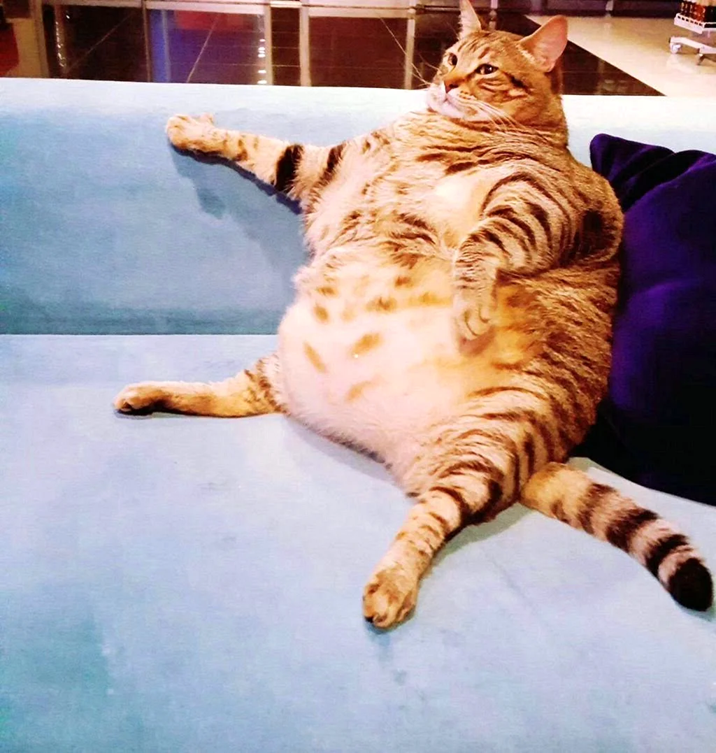 Толстый довольный кот