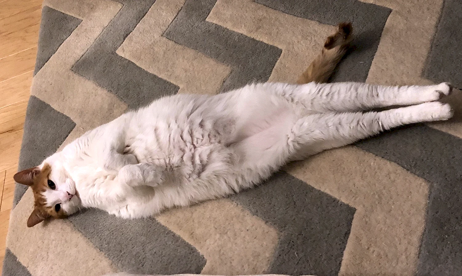 Толстый кот лежит
