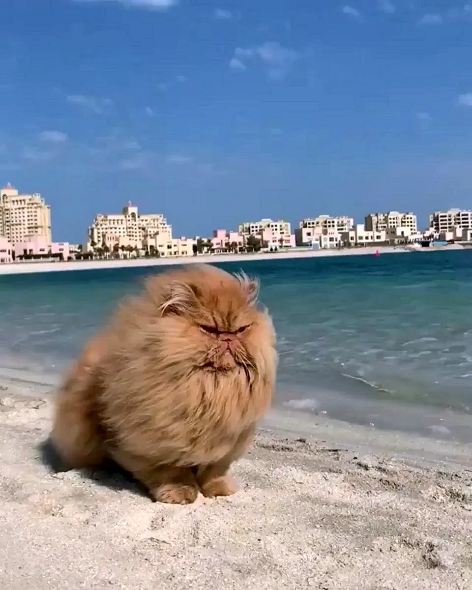 Толстый кот на пляже