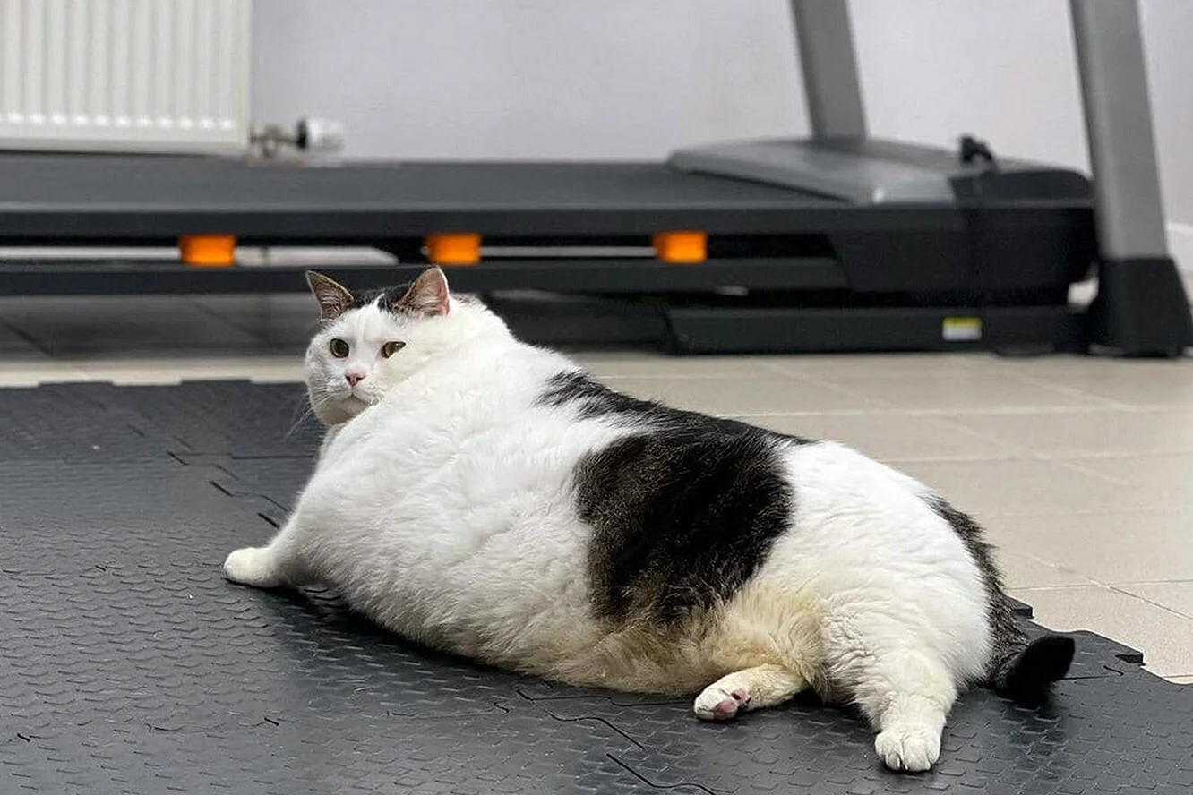 Толстый кот в Беларуси