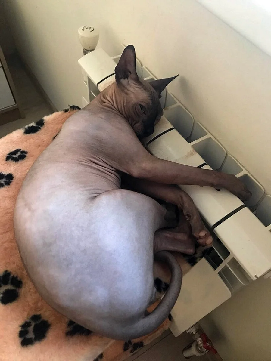 Толстый лысый кот
