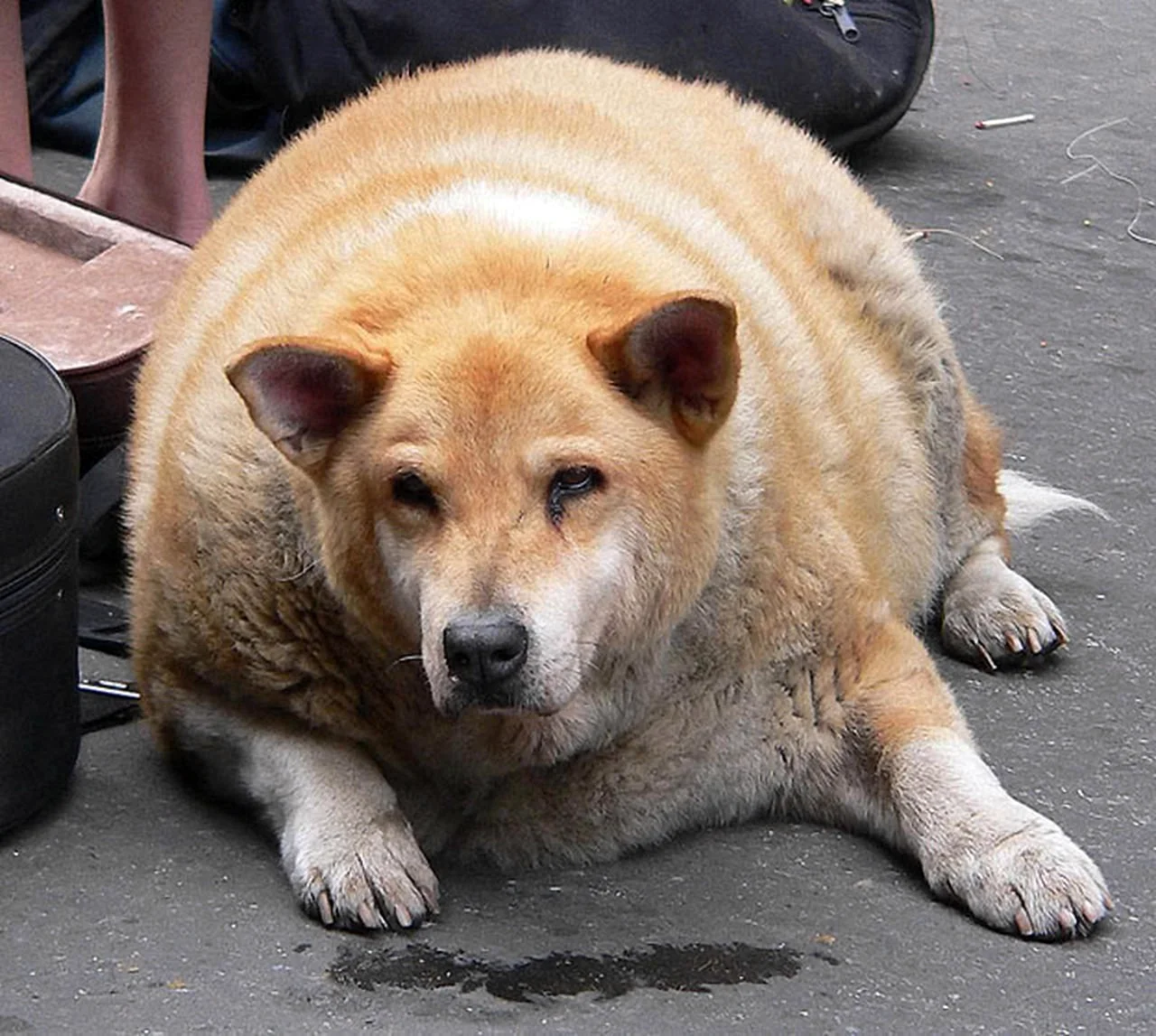 Толстый пес