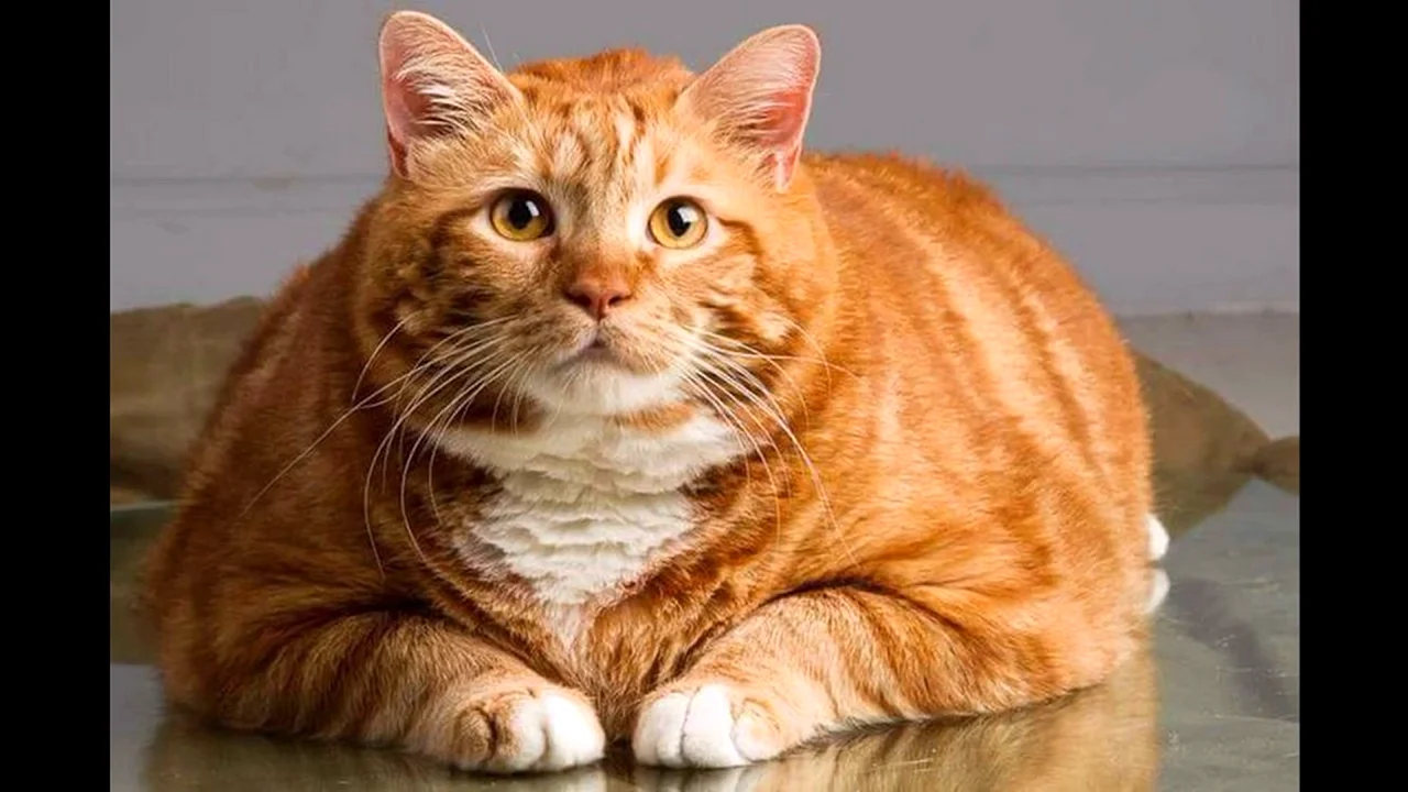 Толстый рыжий кот