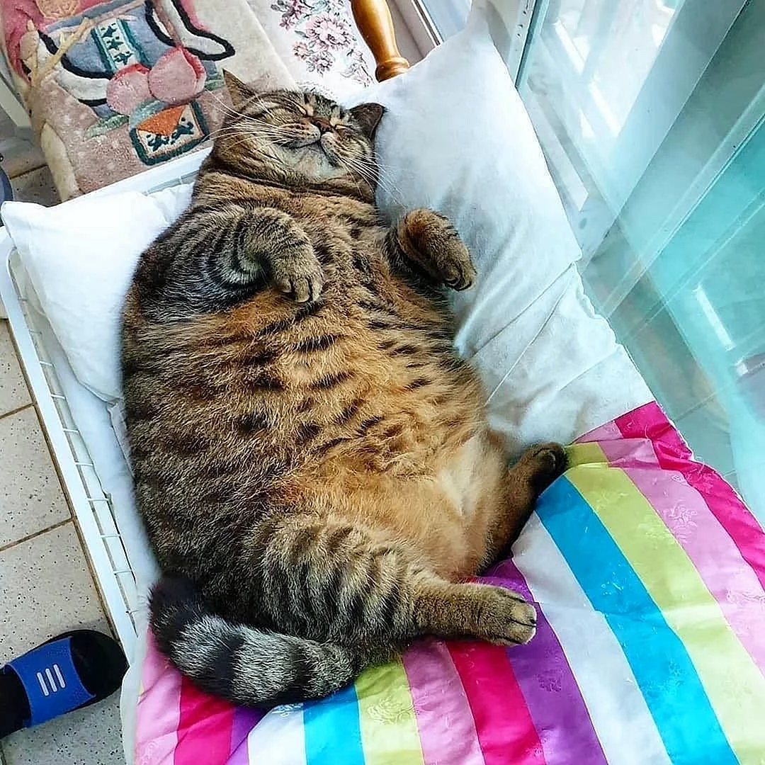 Толстый счастливый кот