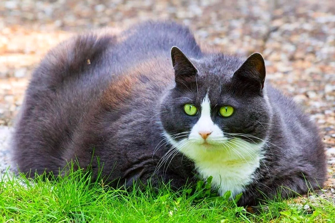 Толстый серый кот