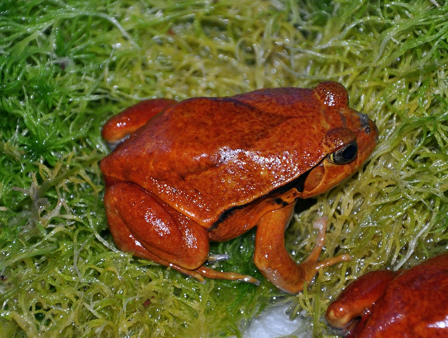 Томатный узкорот (лягушка-помидор)