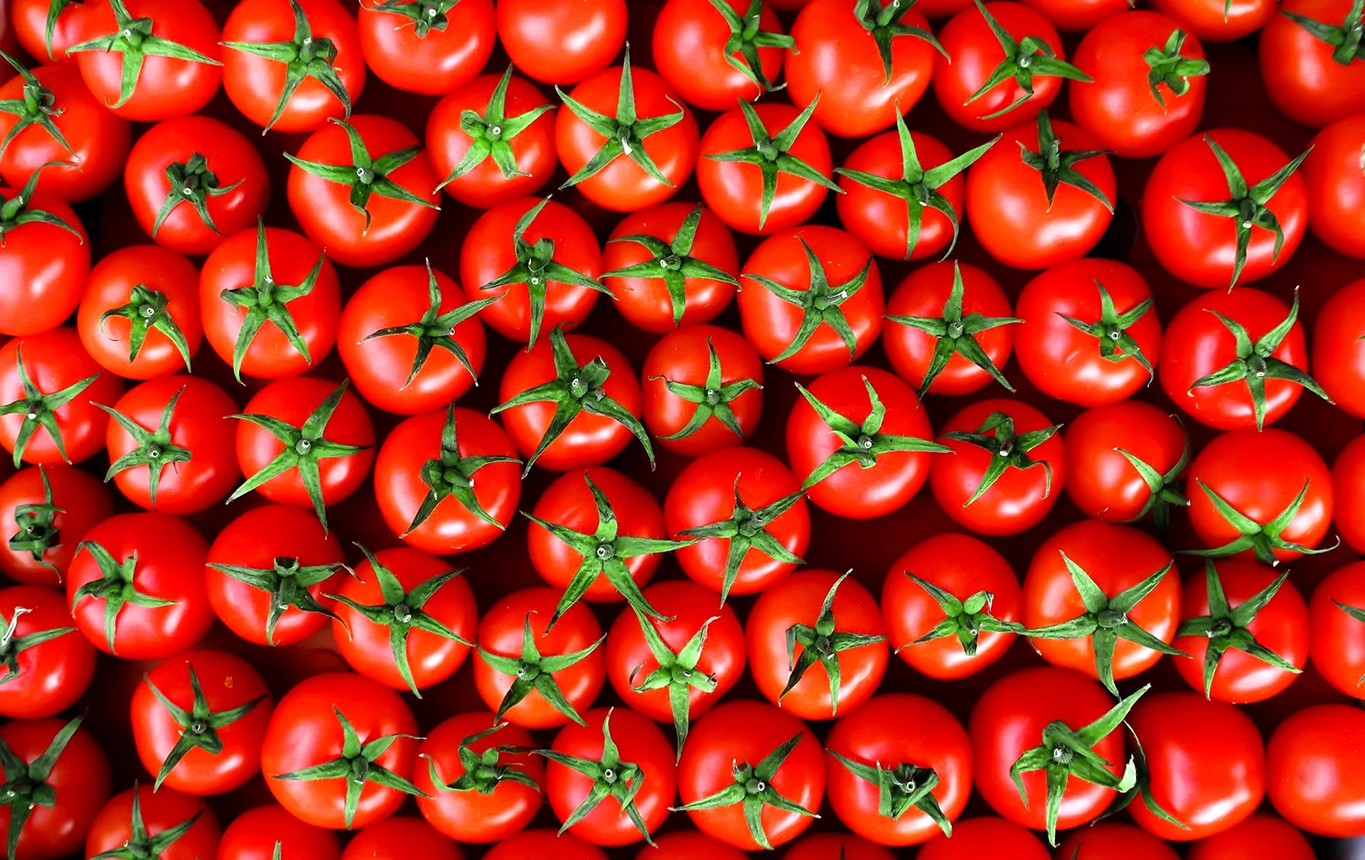 Много помидор. Томат помидор фон. Томаты Томберри красные. Много томатов. Помидоры Эстетика.