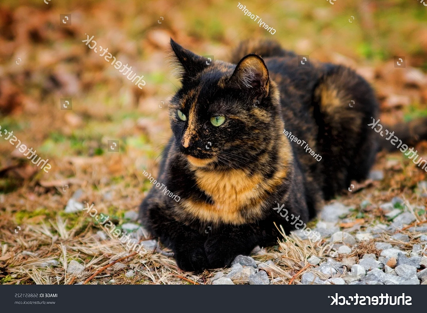Tortoiseshell Cat порода