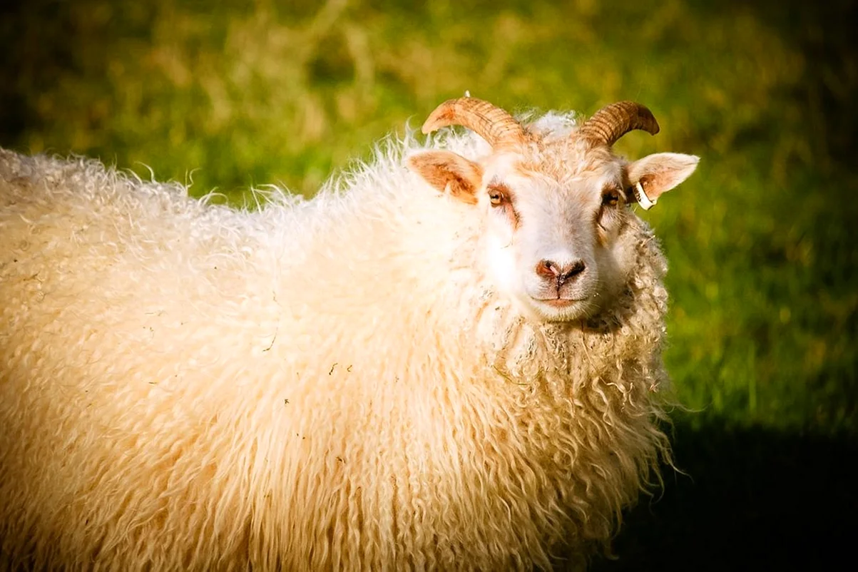 Тоскана овца