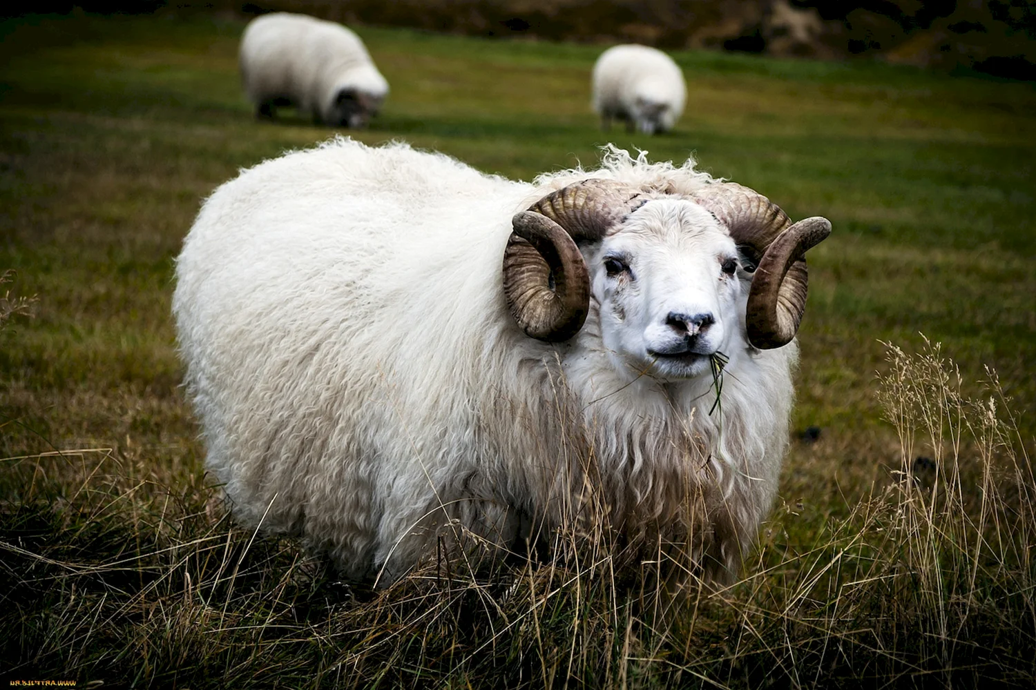 Тоскана овца