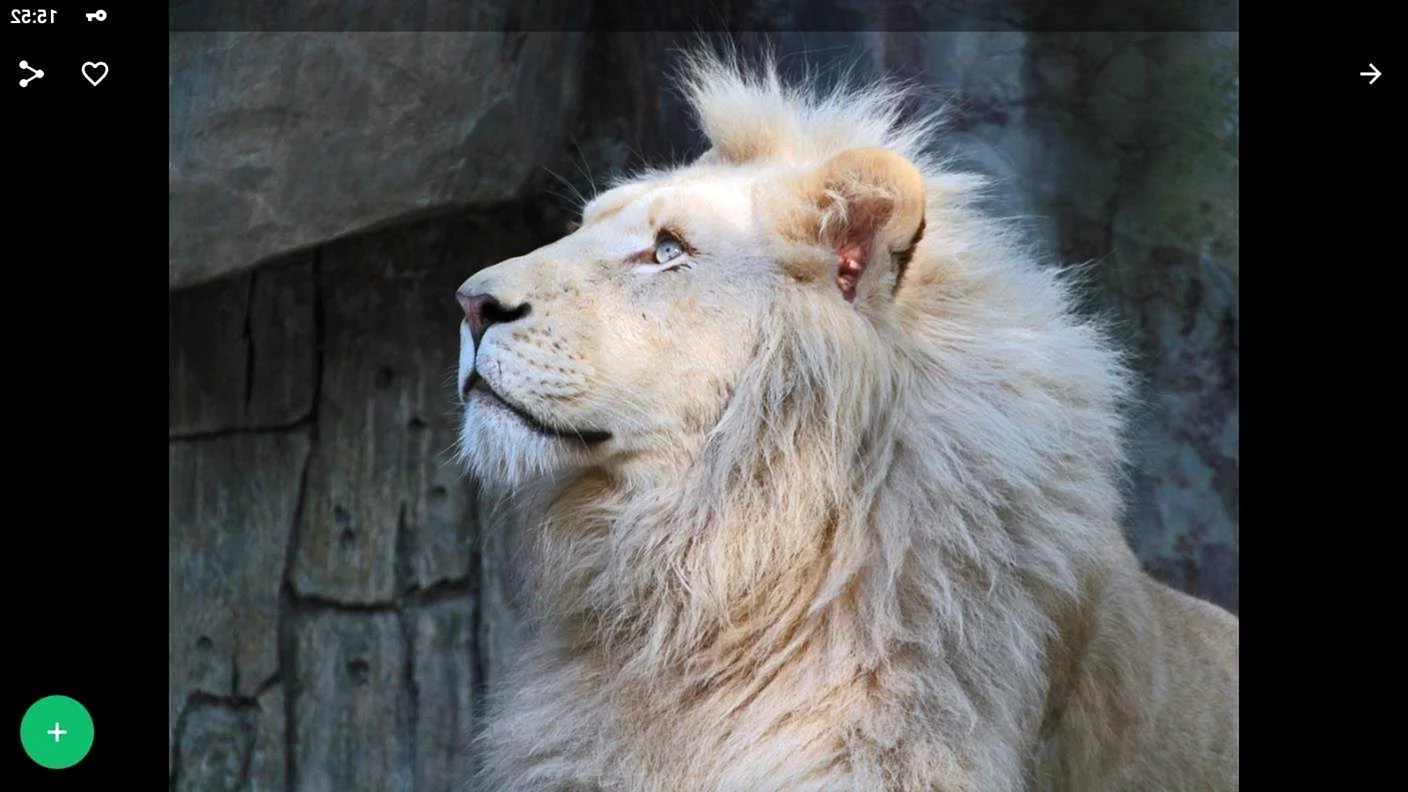 Трансваальский Лев белый