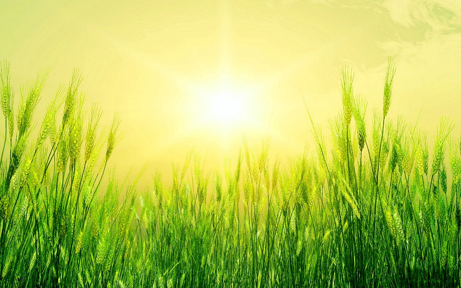 Трава солнце