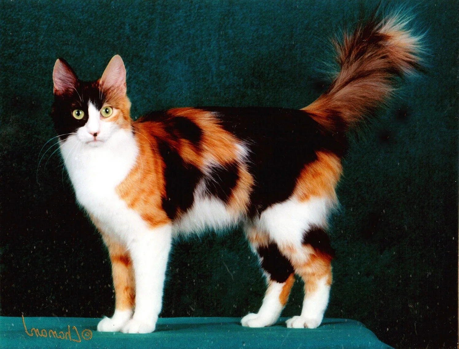 Трехшерстная ангорская кошка