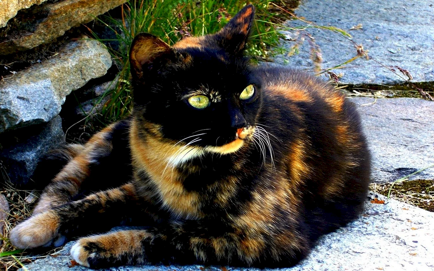 Трехцветная черепаховая кошка