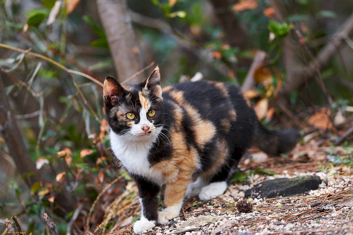 Трёхцветная кошка Арлекин
