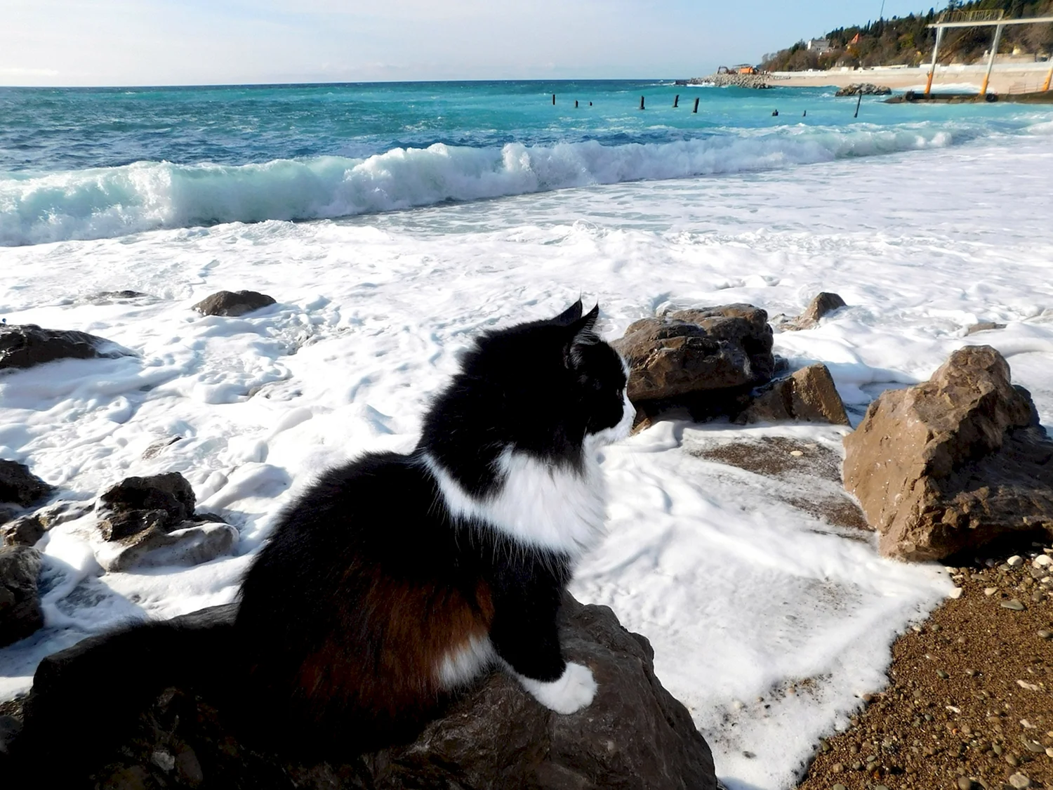 Трехцветная кошка на морском берегу