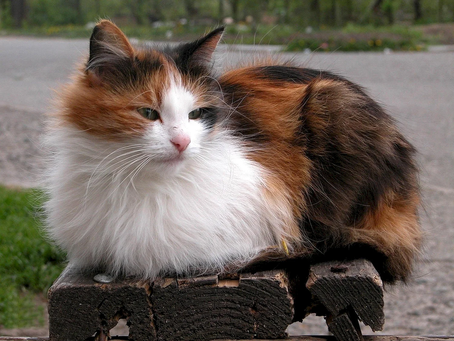 Трехцветная кошка на скамейке