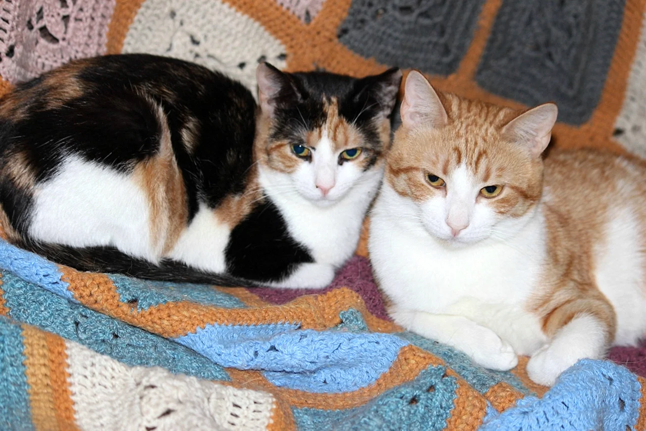 Трехцветная кошка с котятами