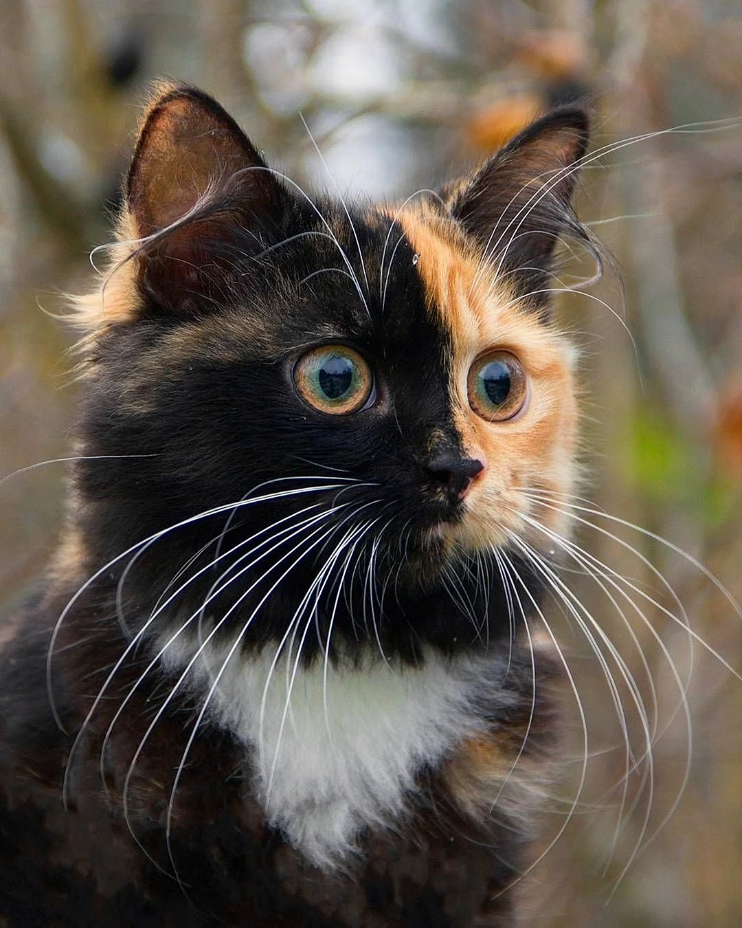 Трехцветные кошки Калико