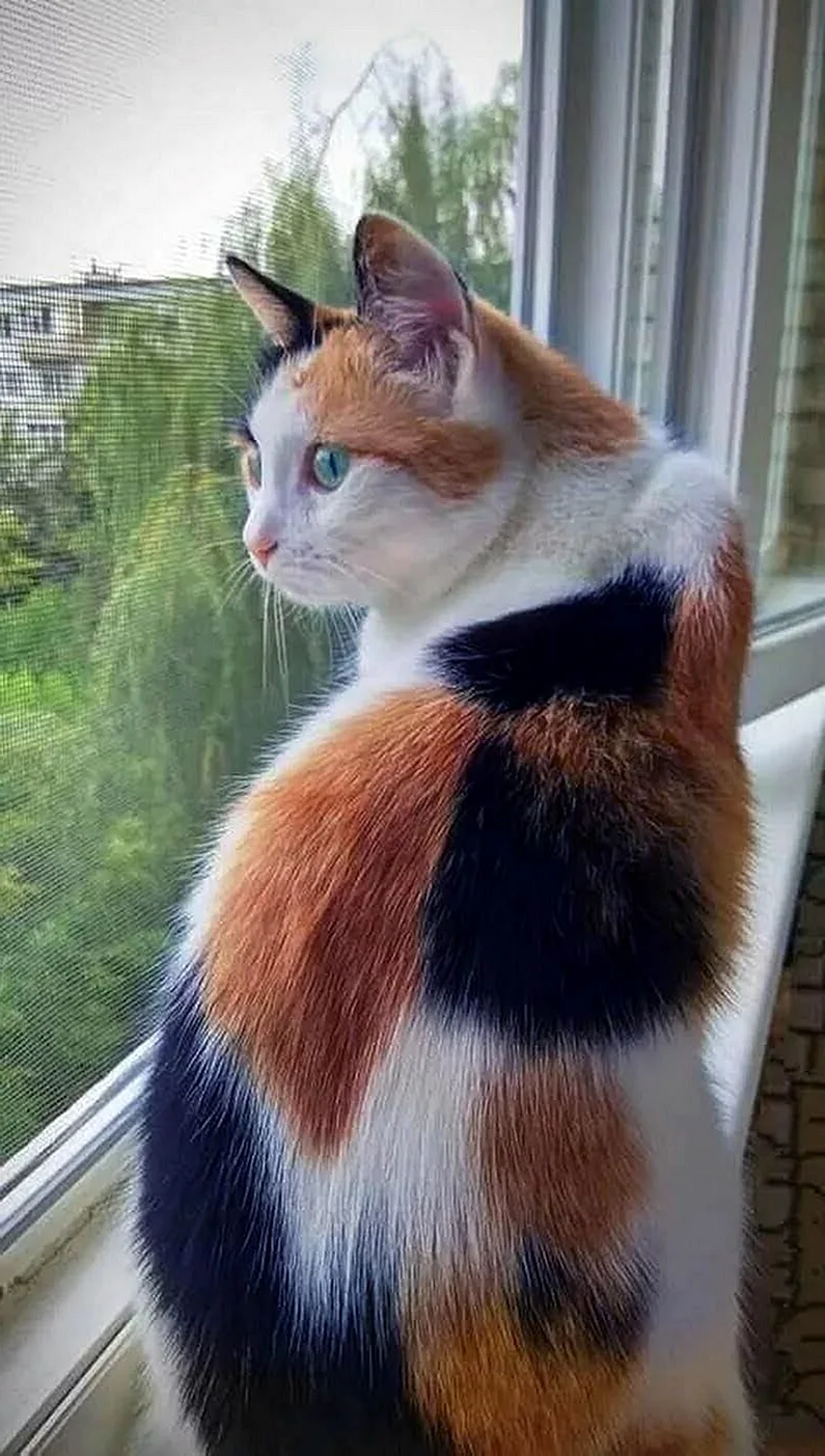 Трехцветный кот