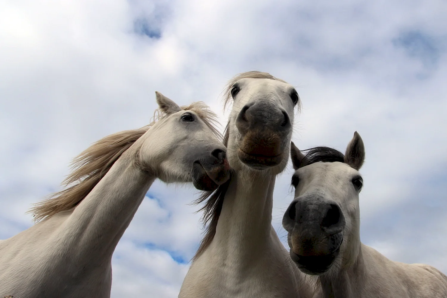 Три белых лошади
